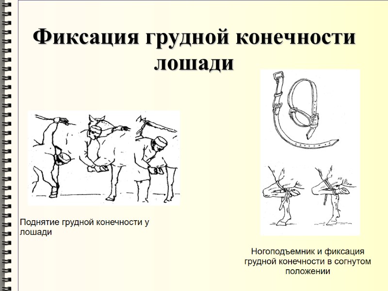 Фиксация грудной конечности лошади  Поднятие грудной конечности у лошади Ногоподъемник и фиксация грудной